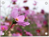 Tuinposter – Paarse Cosmea Bloem in Paars en Roze Bloemenveld - 40x30 cm Foto op Tuinposter (wanddecoratie voor buiten en binnen)