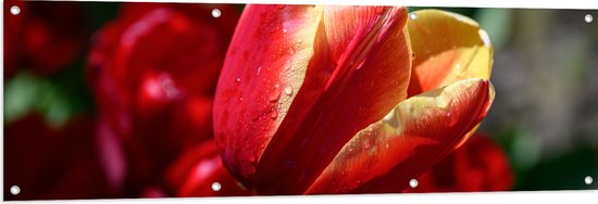 Tuinposter – Rood met Gele Tulp met Rode Bloemen Achtergrond - 150x50 cm Foto op Tuinposter (wanddecoratie voor buiten en binnen)