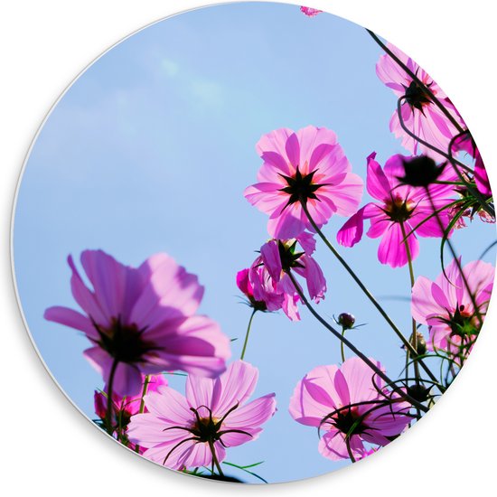 PVC Schuimplaat Muurcirkel - Paarse Cosmea Bloemen met Heldere Lucht als Achtergrond - 50x50 cm Foto op Muurcirkel (met ophangsysteem)