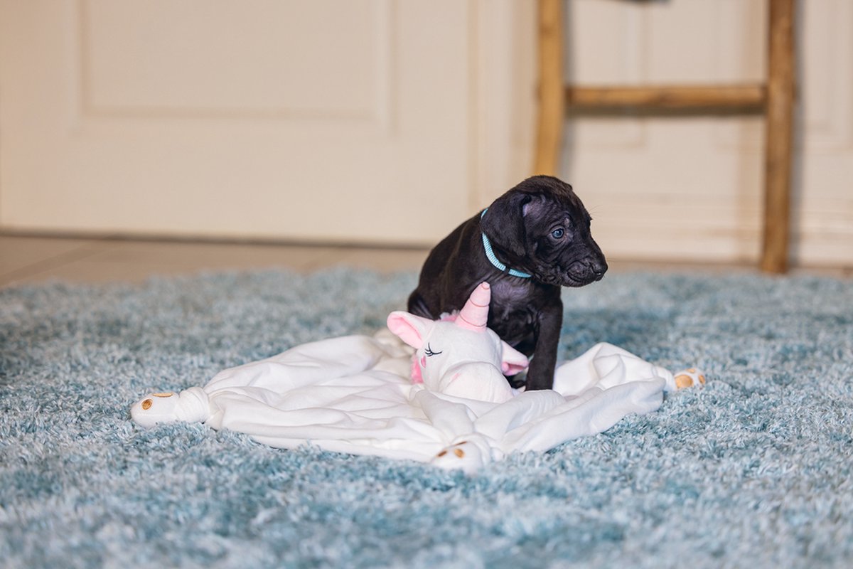 Beeztees Puppy Knuffeldoek Unicorn thumbnail 6