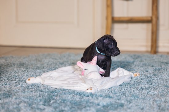 Beeztees Puppy Cuddle Cloth Unicorn - Jouets pour chien - Peluche - Wit - 33x25x14 cm