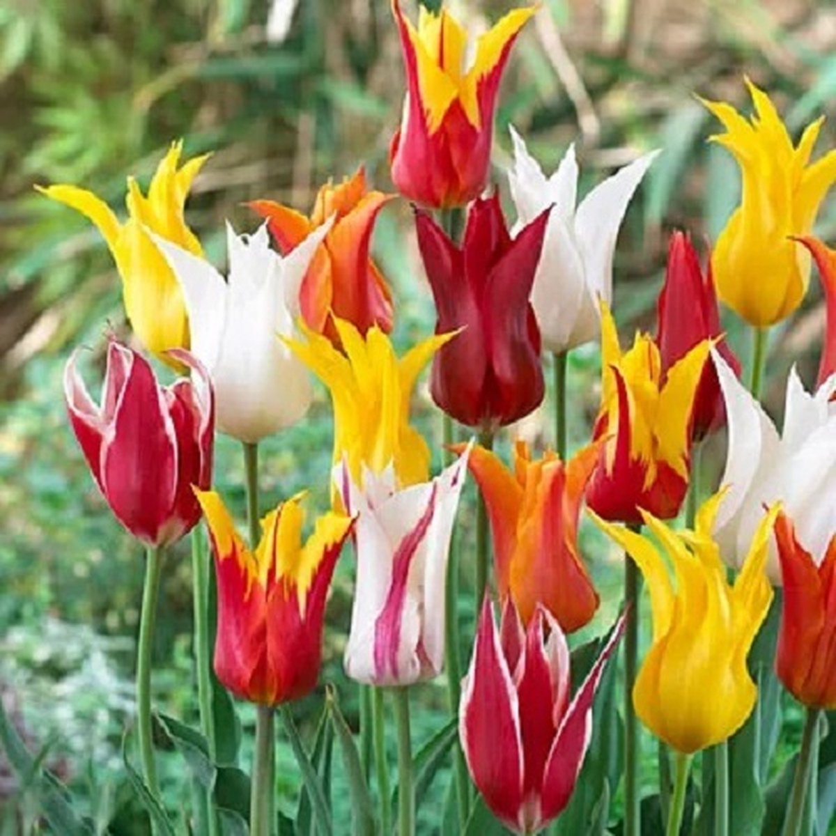 Tulp Leliebloemig Mix | 10 stuks | Tulpenbollen