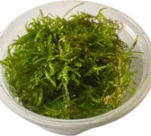 Moss de paon - Tasse 80 cc - Mousse d'aquarium - Plante d'aquarium - Décoration d'aquarium - Moerings