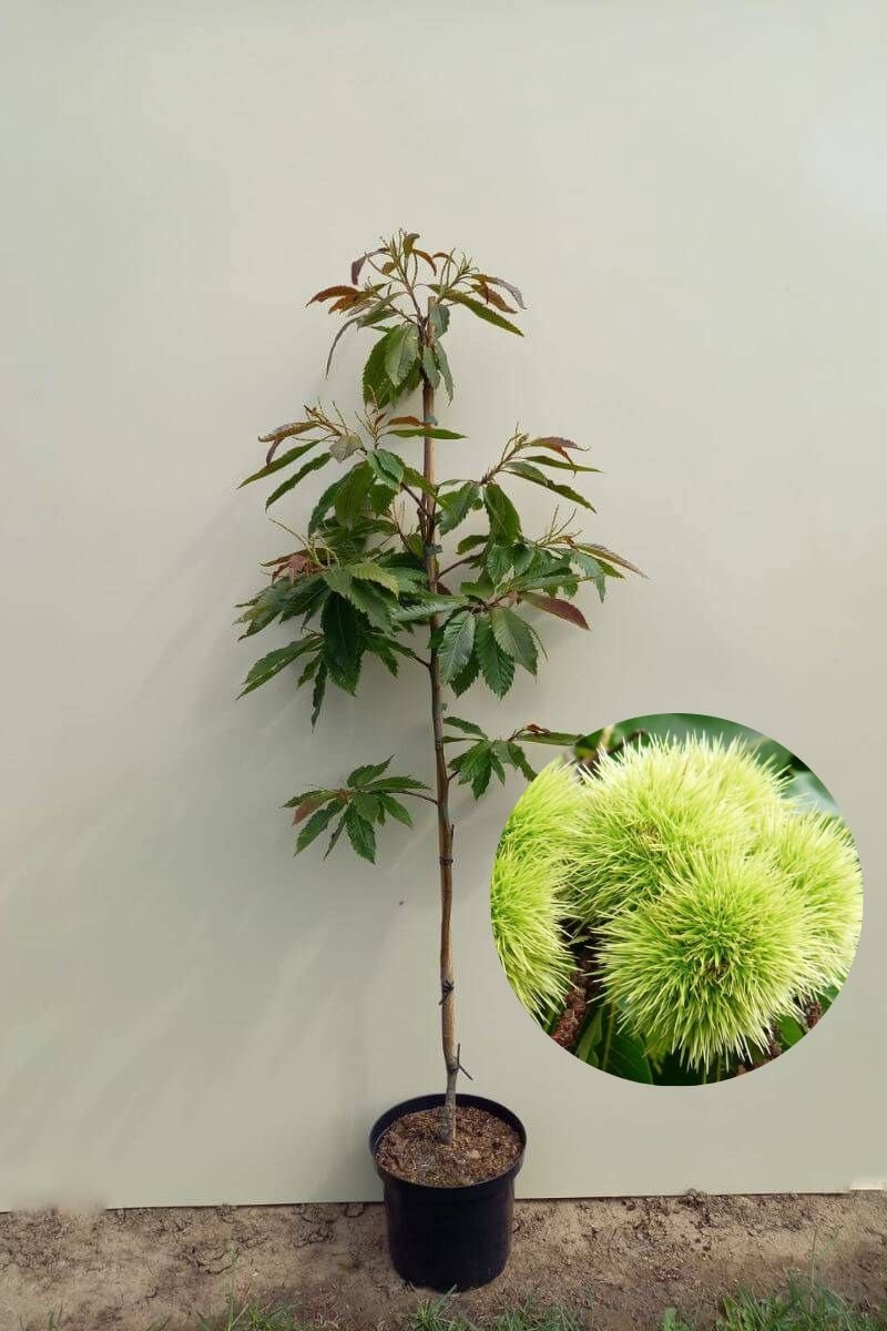 Jonge Tamme Kastanje boom | Castanea sativa 'Anny's Summer Red' | 100-150cm hoogte