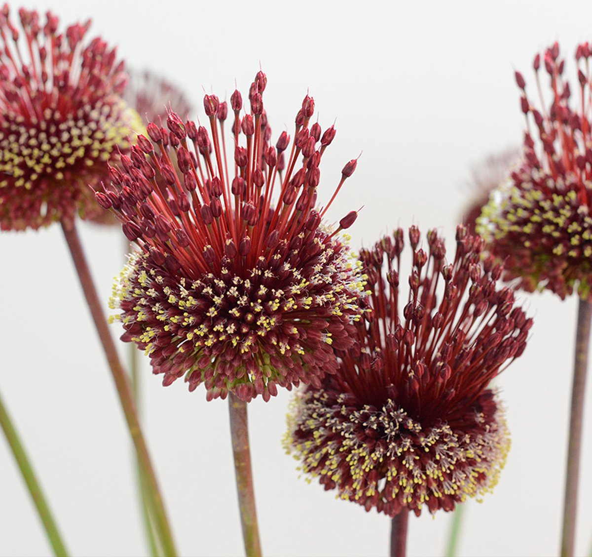 Allium Red Mohican | 3 stuks | Rood | Sierui Bollen