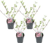 Plant in a Box - Deutzia x hybrida 'Strawberry Fields' - Set van 4 - Bloeiende Deutzia - Pot 17cm - Hoogte 25-40cm