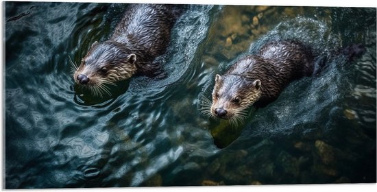 Acrylglas - Otters zwemmen door water heen met stenen op de bodem - 100x50 cm Foto op Acrylglas (Wanddecoratie op Acrylaat)