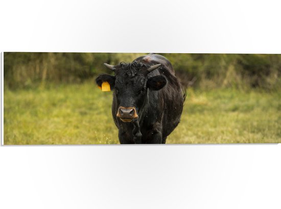 PVC Schuimplaat - Jong zwart stier staat in het gras - 60x20 cm Foto op PVC Schuimplaat (Met Ophangsysteem)