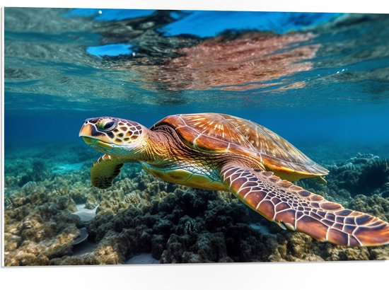 PVC Schuimplaat- Schildpad zwemt door de zee heen met onderwater planten - 75x50 cm Foto op PVC Schuimplaat