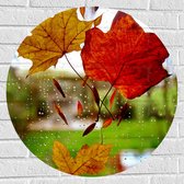 Muursticker Cirkel - Herfst - Bladeren - Druppels - Raam - Glas - 70x70 cm Foto op Muursticker