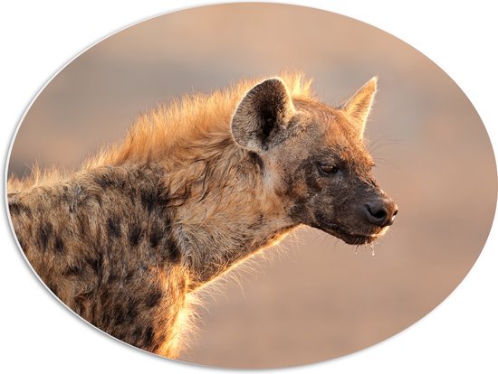 PVC Schuimplaat Ovaal - Hyena van de zijkant met druppels aan zijn haren - 68x51 cm Foto op Ovaal (Met Ophangsysteem)