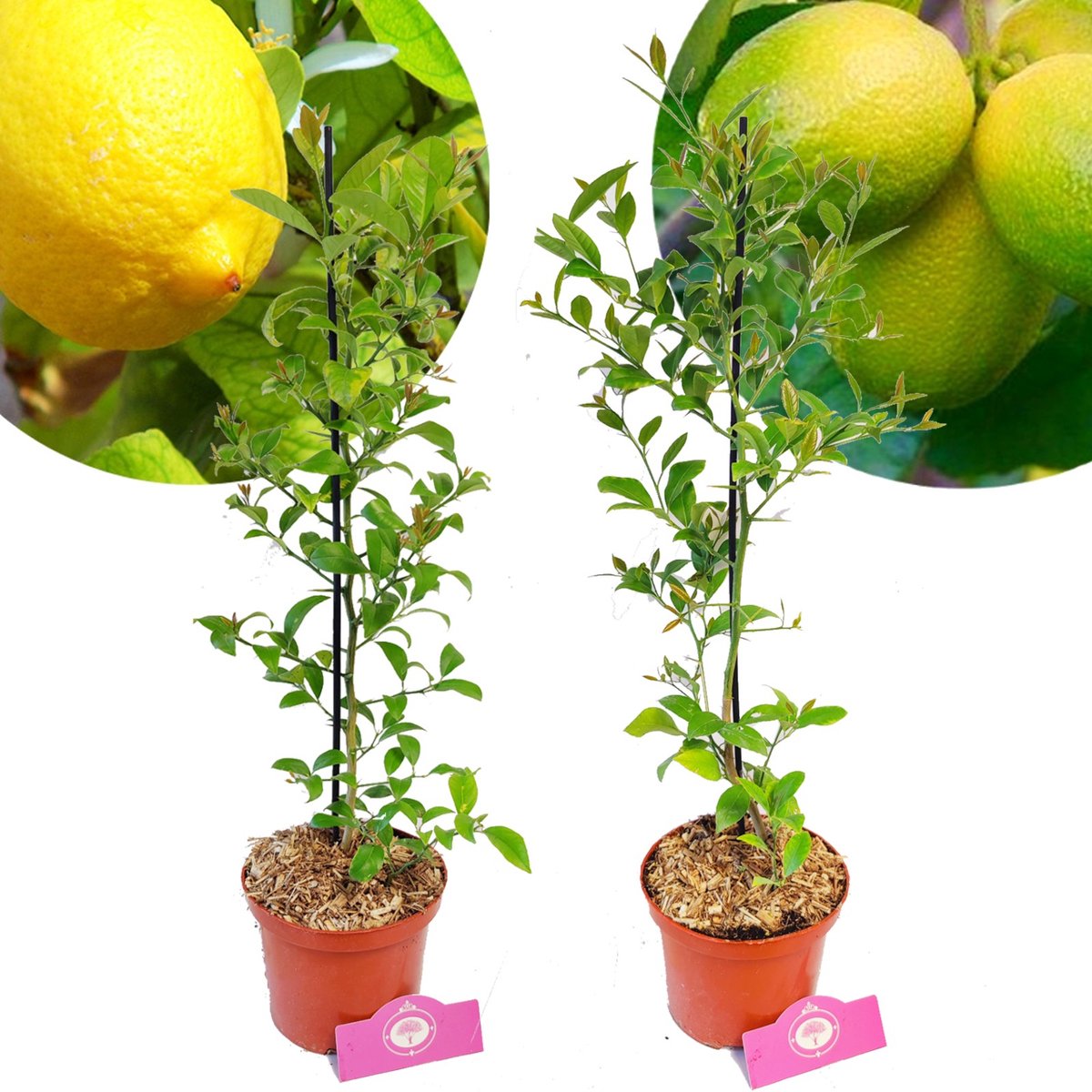 Set van 2 Citrus planten- Limoen & Citroen - Hoogte +60cm - 2 Liter pot