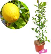 Citrus limon 'Citroen' Citroenplant, 2 liter pot, +60cm