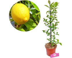 Citrus × limon ‘Eureka’, Citroenplant, Hoogte 60cm, 2 liter pot