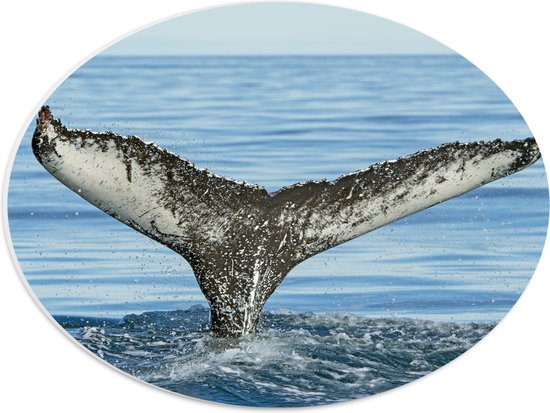 PVC Schuimplaat Ovaal - Staart van een walvis steekt uit boven het zeewater - 40x30 cm Foto op Ovaal (Met Ophangsysteem)