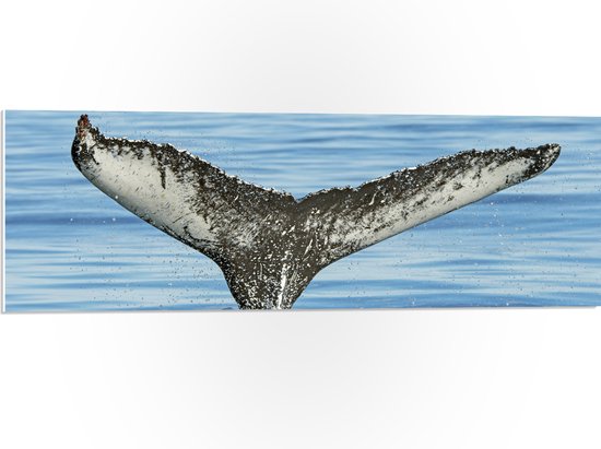 PVC Schuimplaat- Staart van een walvis steekt uit boven het zeewater - 90x30 cm Foto op PVC Schuimplaat