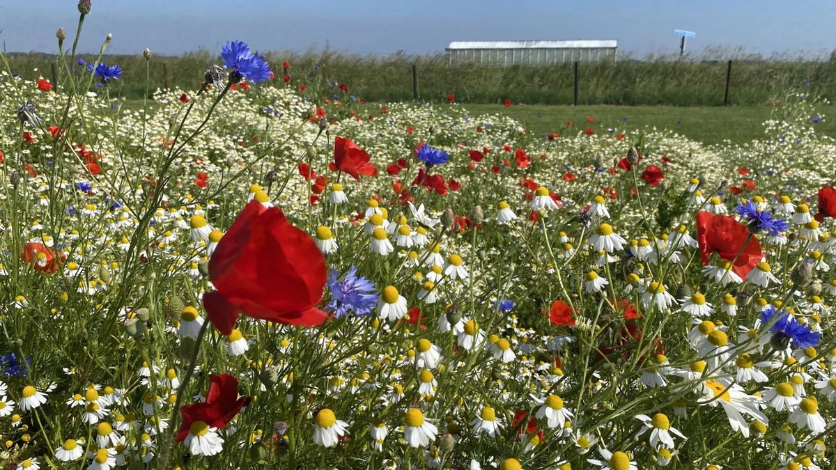 Holland mengsel - Veldbloemenmengsel meerjarig - 100gr. - Advanta