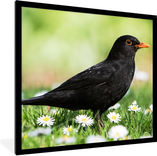 Poster - Fotolijst - Vogel - Merel - Bloemen - Landschap - 40x40 cm - Poster bloemen - Poster in lijst - Frame poster - Poster vogels - Woondecoratie