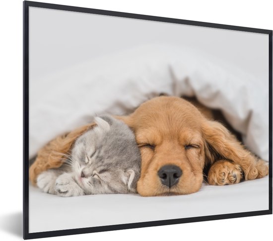Poster - Kat - Hond - Poes - Honden - Deken - Dieren - Fotolijst - Poster frame - 40x30 cm - Woondecoratie - Poster in lijst - Foto lijst - Poster dieren - Kader