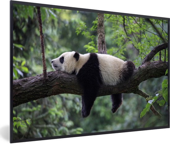 Fotolijst incl. Poster - Panda - Boom - Dieren - Natuur - 30x20 cm - Posterlijst