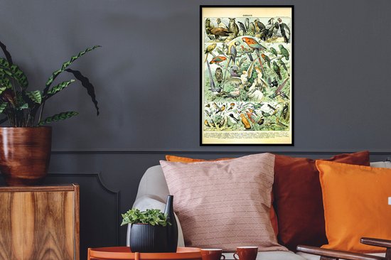 Affiche avec cadre Animaux - Vogels - Design - 40x60 cm