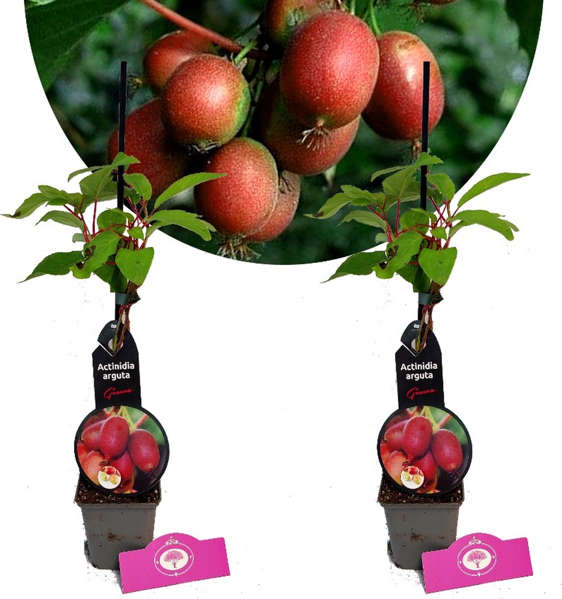 Set Van 2 Kiwibessen - Actinidia arguta 'Geneva' - Hoogte 40cm - 9cm pot