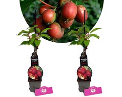 Set Van 2 Kiwibessen - Actinidia arguta 'Geneva' - Hoogte 40cm - 9cm pot