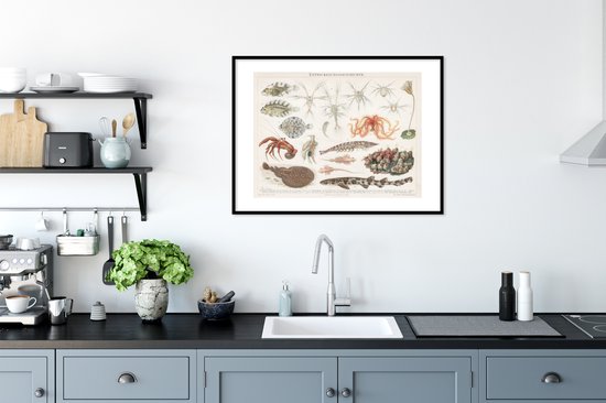 Affiche avec cadre Animaux aquatiques marins - Vintage - dessin - 80x60 cm