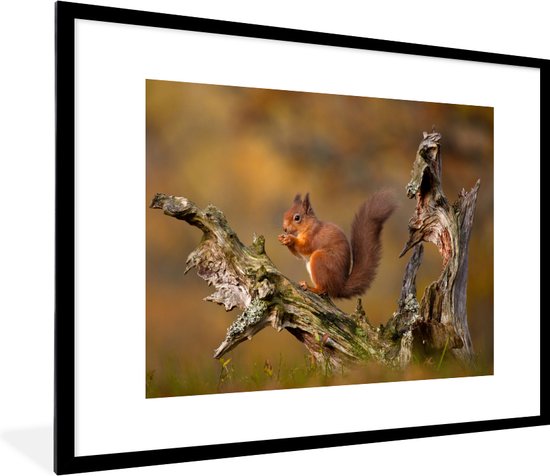 Écureuil roux sur un vieux tronc d'arbre dans la forêt 80x60 cm