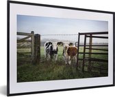 Jeunes veaux derrière une clôture 60x40 cm