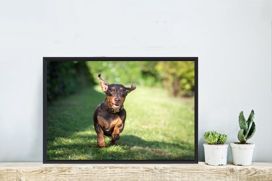 Image encadrée - Cadre photo Teckel sprint noir 60x40 cm - Affiche encadrée (Décoration murale salon / chambre)