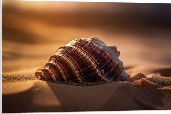 PVC Schuimplaat- Zeeschelp Liggend in het Zand op het Strand - 90x60 cm Foto op PVC Schuimplaat