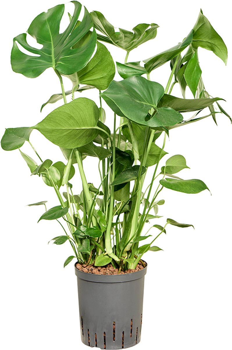 Monstera deliciosa - Toef Hydrocultuur - 55