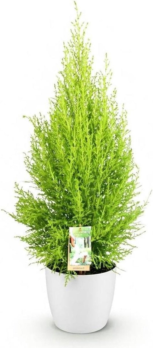 Conifeer Cupressus Gold Crest - Kamerconifeer Wilma - Tuin Decoratie - Goudgroene Kleur - 85-95 cm - Groen