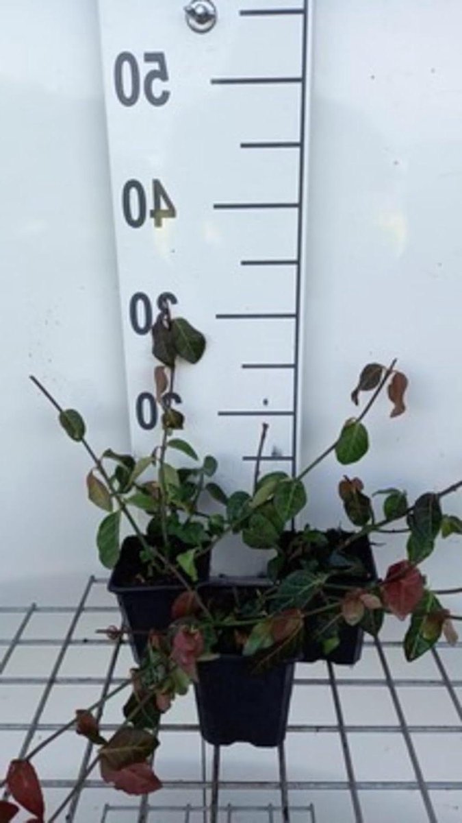 Euonymus fort Coloratus - Bodembedekker Kardinaalshoed - Tuin Opfleuren - Sterke Wintergroene Plant - Pot 9x9 cm - Groen Paars Rood