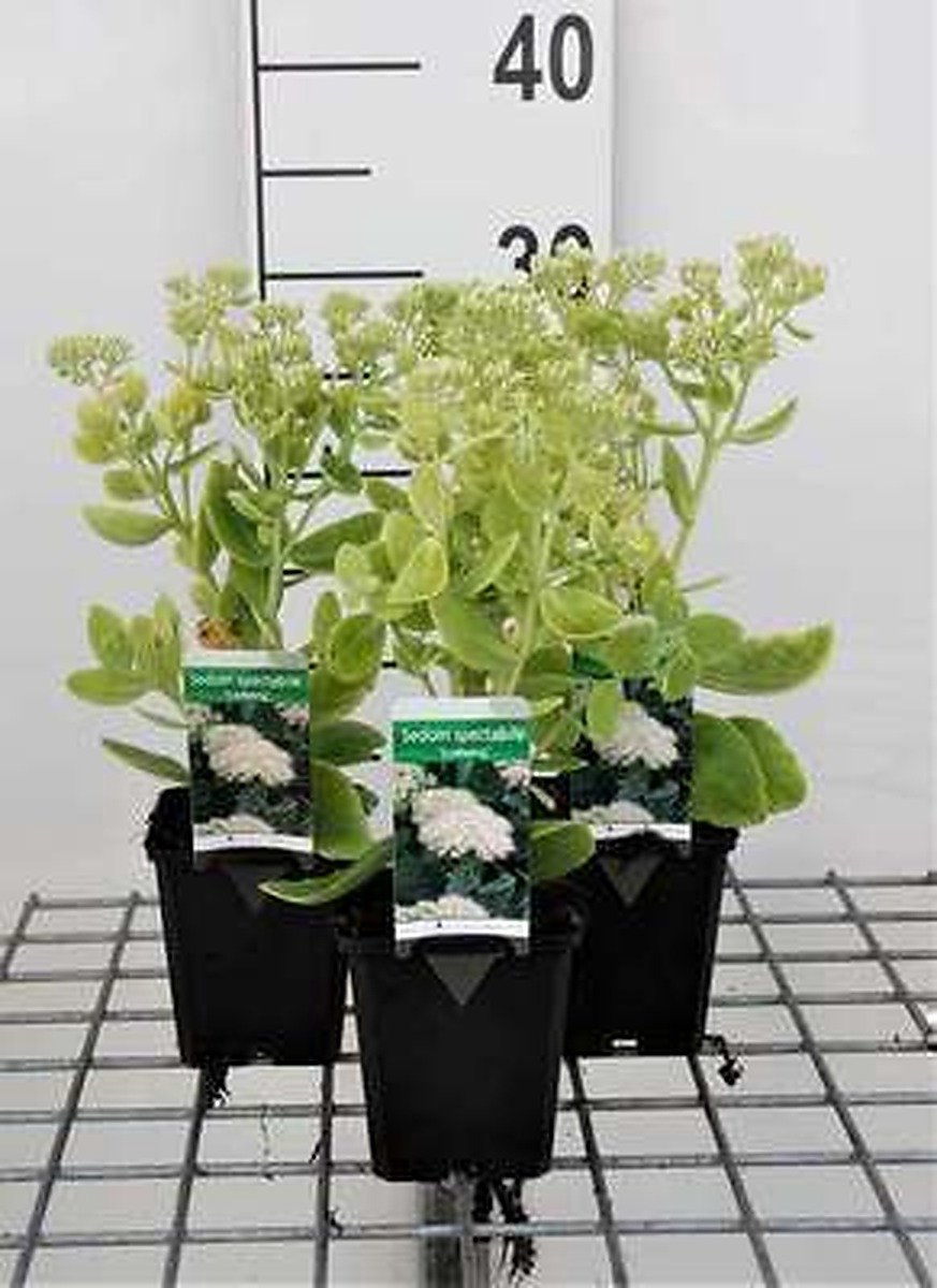 6x Sedum spect. 'Iceberg'