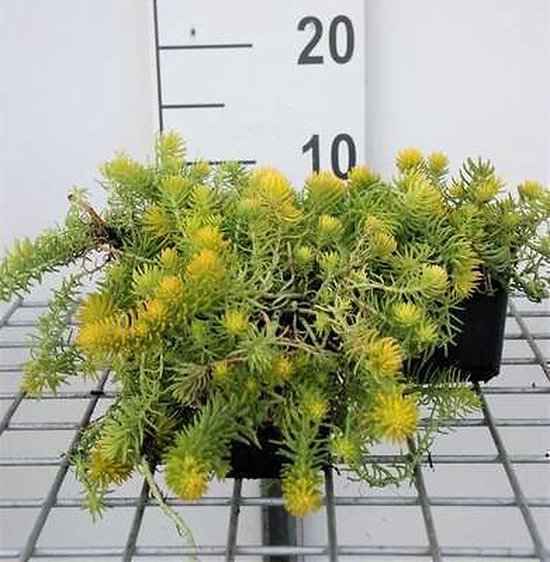 Een Sedum refl. 'Angelina' plant met fijne, groene en gele naaldachtige blaadjes.