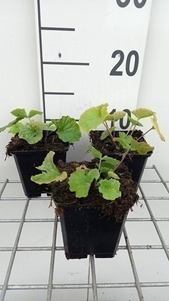 6x Pachyphragma - Pachyphragma macrophyllum | 9x9 cm pot