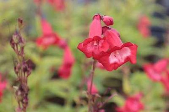 6x Schildpadbloem - Penstemon hybr. 'Rubicunda' | 9x9 cm pot