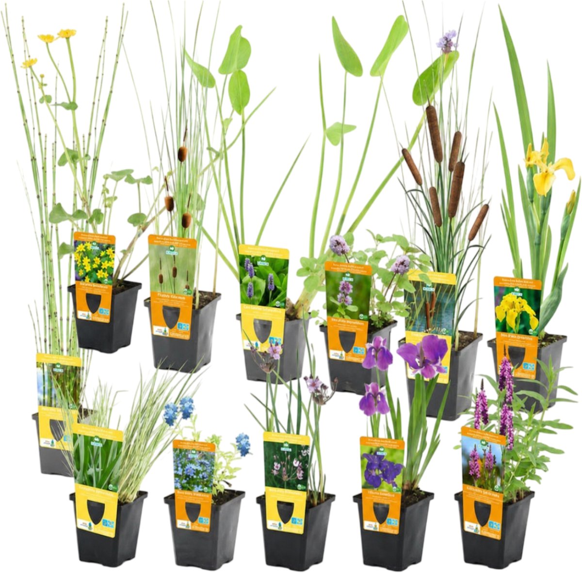 vdvelde.com - Mix van 12 winterharde waterplanten P9 met 3 vijvermandjes - Zuurstofplanten - Vijverplanten - Insectvriendelijk