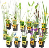 Collectie van 12 planten in potten, waaronder gele, paarse en roze bloemen en riet.