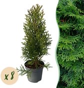 Haagplanten - Thuja occidentalis Smaragd - blad groen - 8 planten - 1 strekkende meter - groenblijvend - pot 9cm hoogte 30-35cm