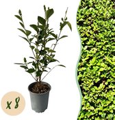 Haagplanten - Ligustrum ovalifolium - blad groen - 8 planten - 1 strekkende meter - groenblijvend - pot 9cm hoogte 35-40cm