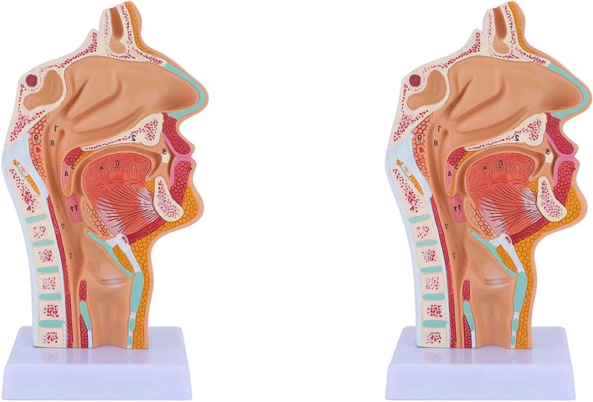Anatomie Model - Neusholte Hals Model - Studie Display - Pathologische Veranderingen - 24 x 12 x 24 cm - Meerkleurig