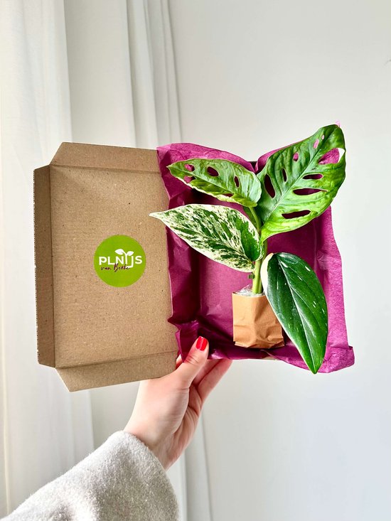 Stekjes Box – 3 Verse Kamerplanten Stekjes | Monstera, Epipremnum & Philodendron | Luchtzuiverende Planten | Planten Cadeau