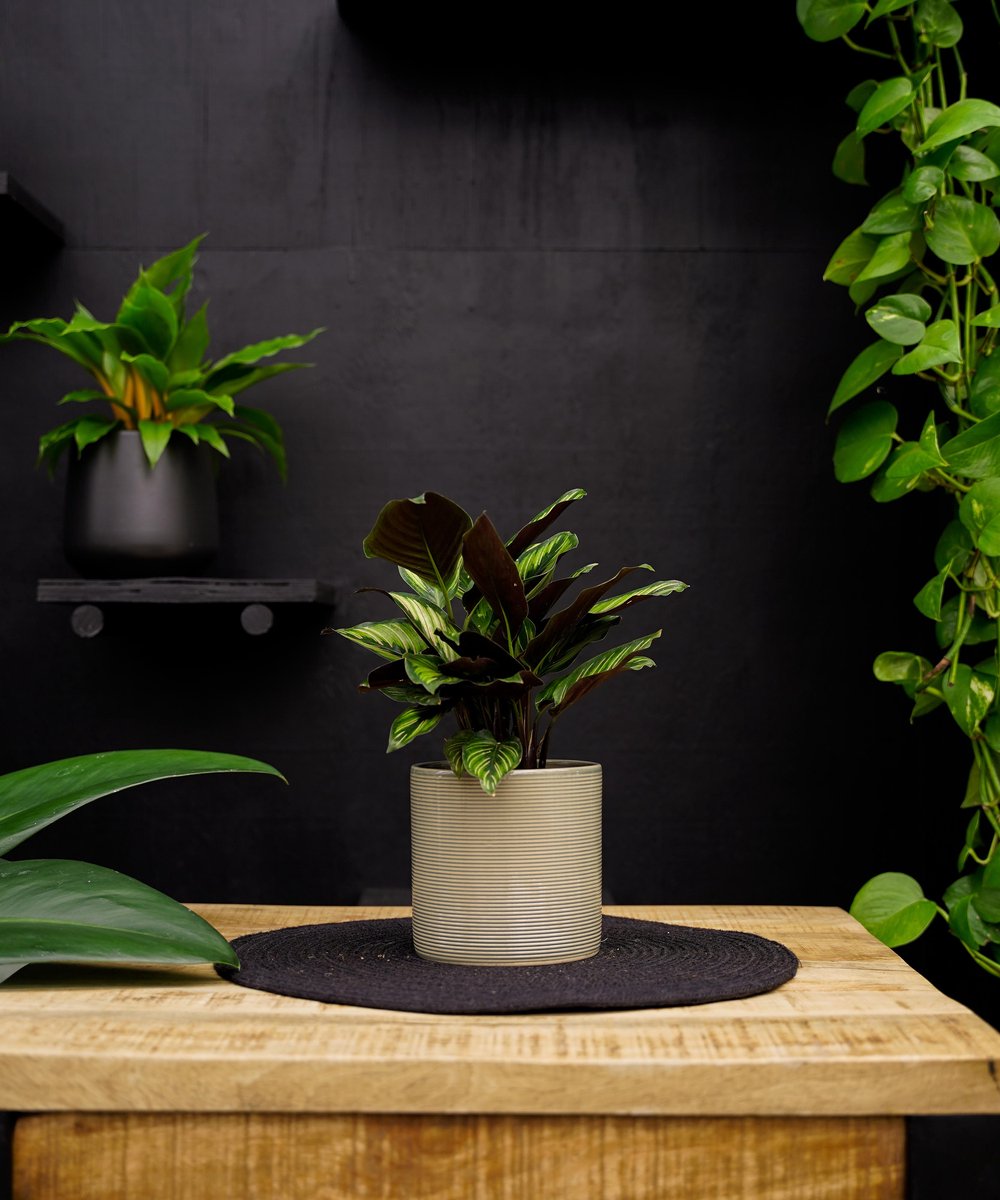 Calathea Beauty Star | 30cm | met keramieken pot