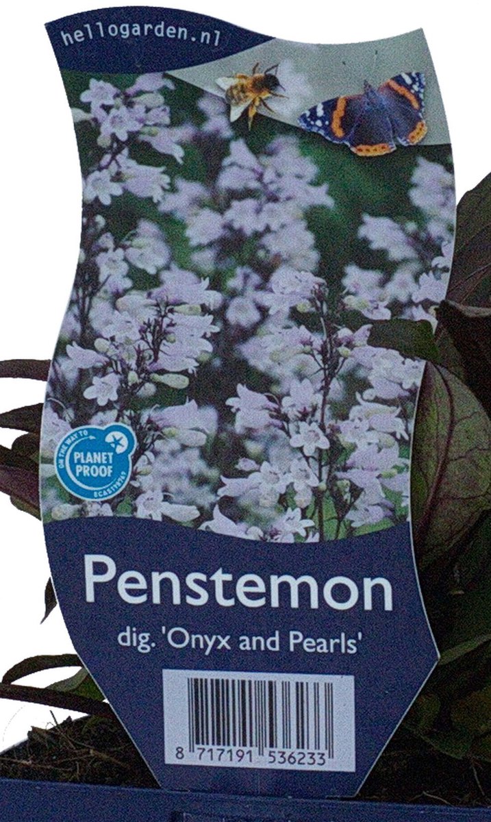 Griffioen - Penstemon dig. 'Onyx and Pearls'