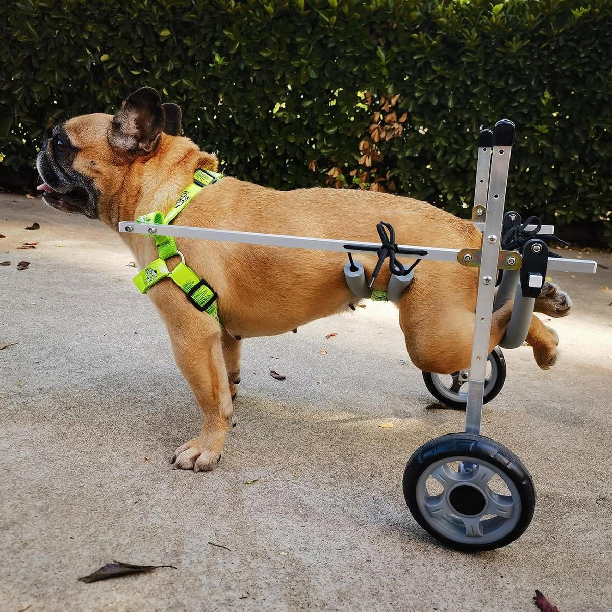 Hondenrolstoel Achterpoten - Mobiliteitshulp Hond - Huisdier Revalidatie - Verstelbaar Ontwerp - Voor Kleine Rassen - Zwart