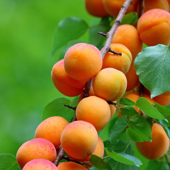 Abrikozenboom - Fruitplant - Zelf Oogsten - Droogtetolerant - Max 200 cm - Groen — afbeelding 3