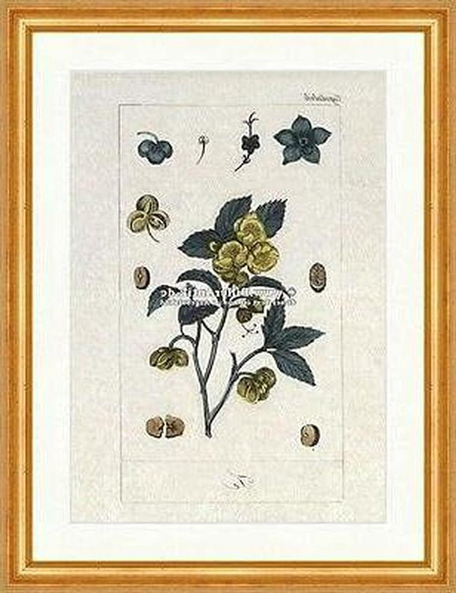 Kunstdruk Theeplant - Thee Poster - Woondecoratie - Handgemaakt - 36x46 cm - Niet gespecificeerd